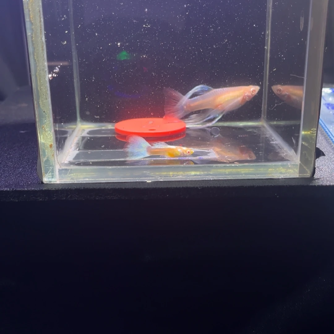 孔雀鱼蓝白大c孔雀鱼，7