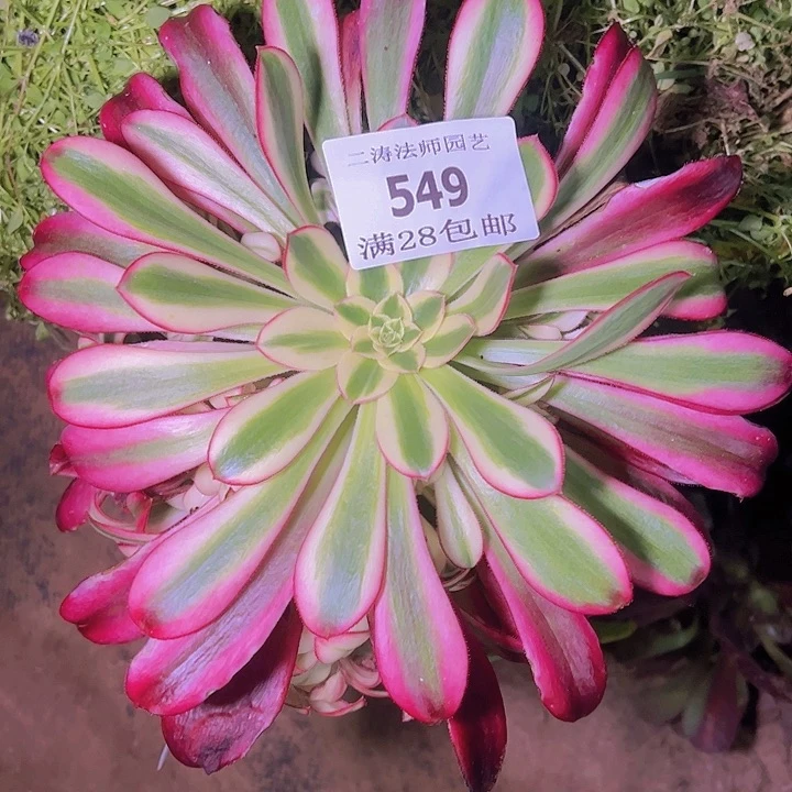 549冰淇淋多肉无根