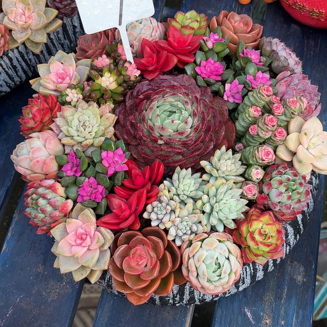 罗马花园多肉植物组合