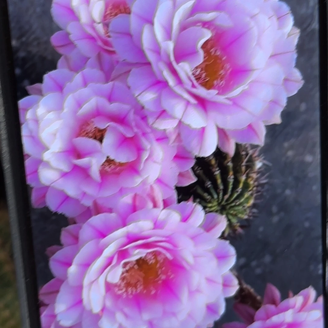 一路莲花彩侧牙20包邮4公分左右