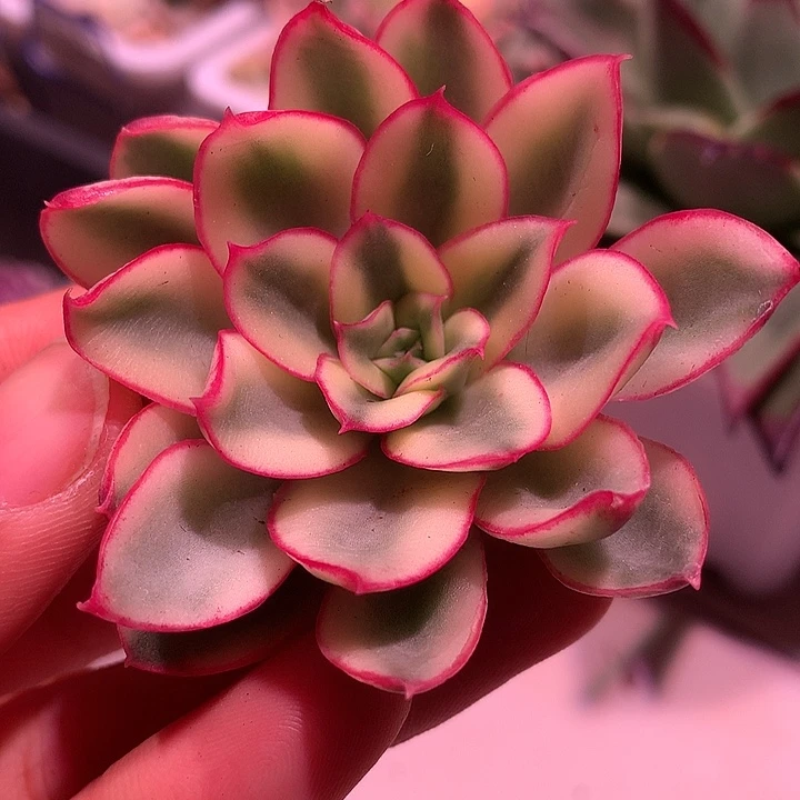 红花女王锦锦锦锦锦