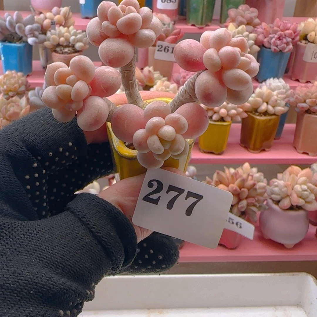 鱼子酱277 ，满38包邮非偏远。包邮非偏远。