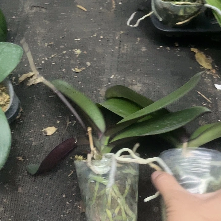 当前无花栽培后可以开花实生3.0带剑微瑕2颗