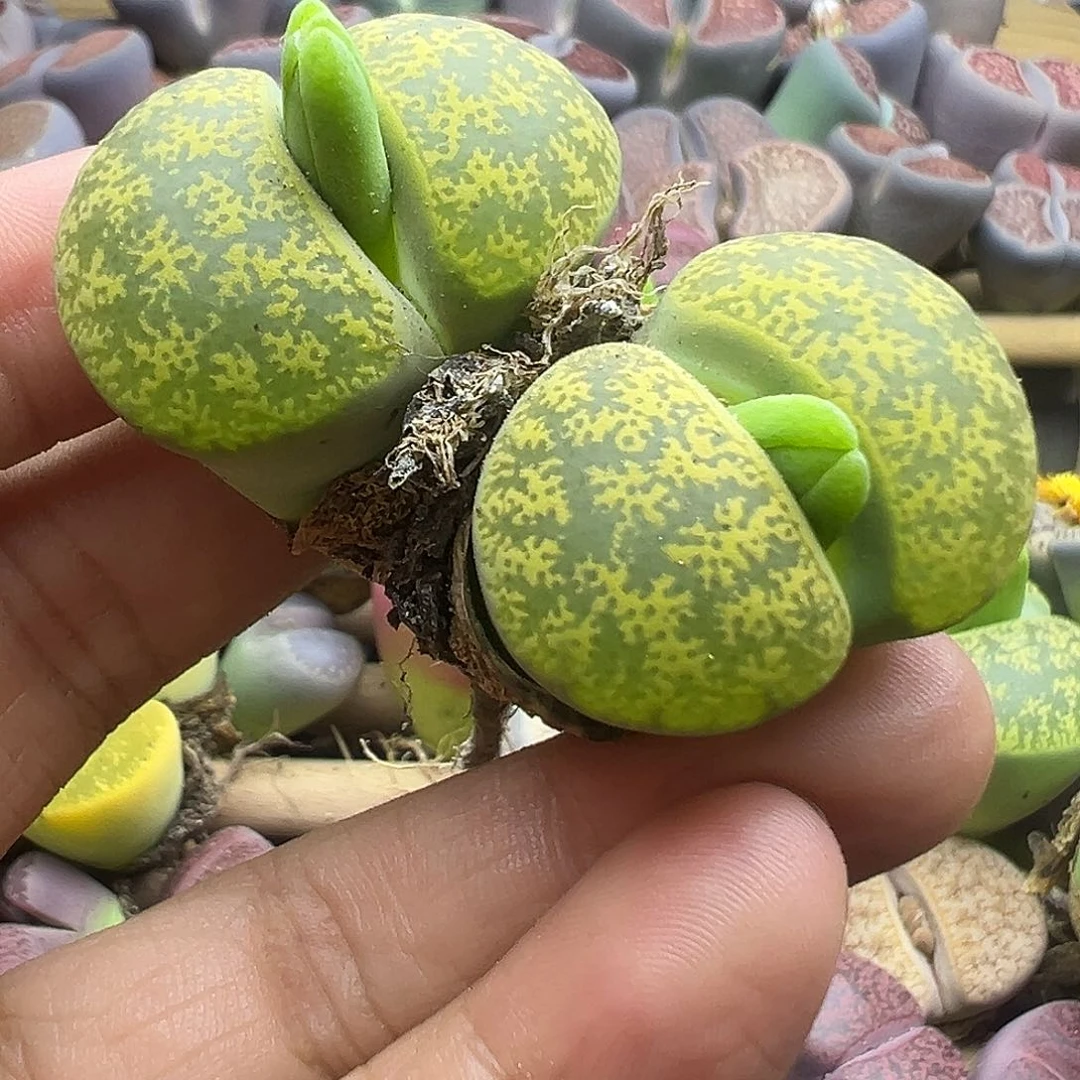 109超越品种的界限