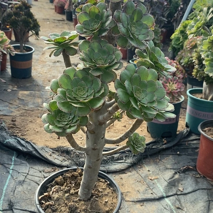 ｖ锦多肉植物128。