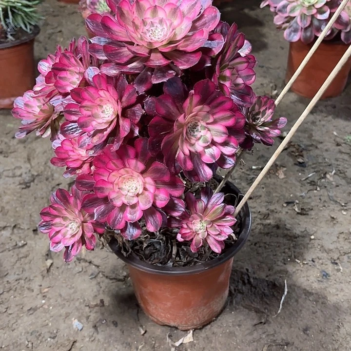 多肉植物红铜白21