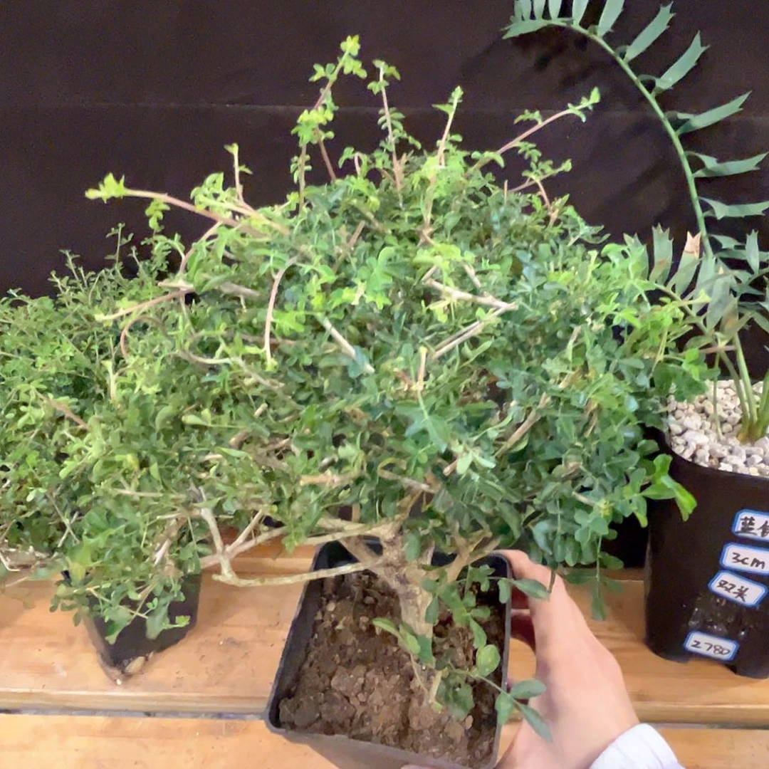 潮流植物优选黎乳香，实生
