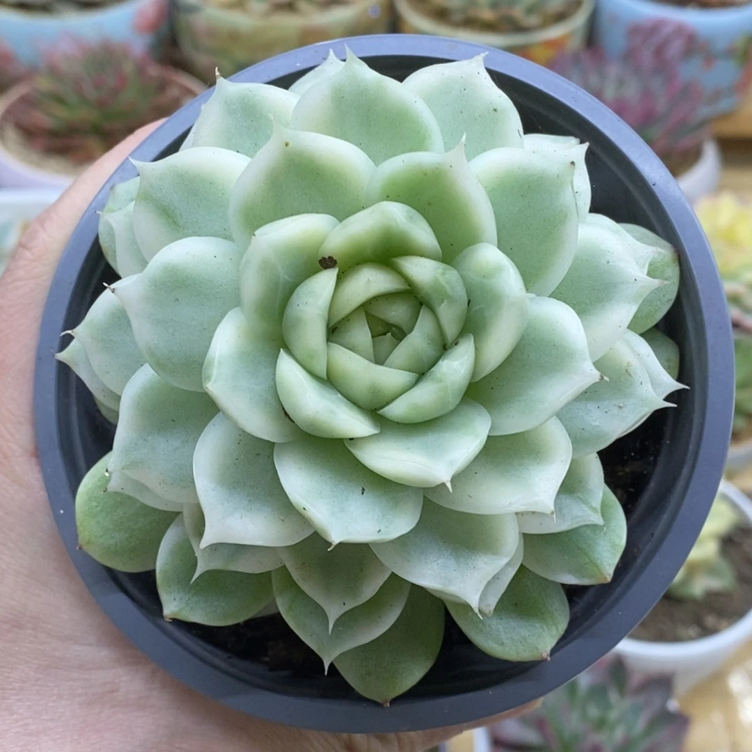 582白瓷麦秆锦锦锦锦