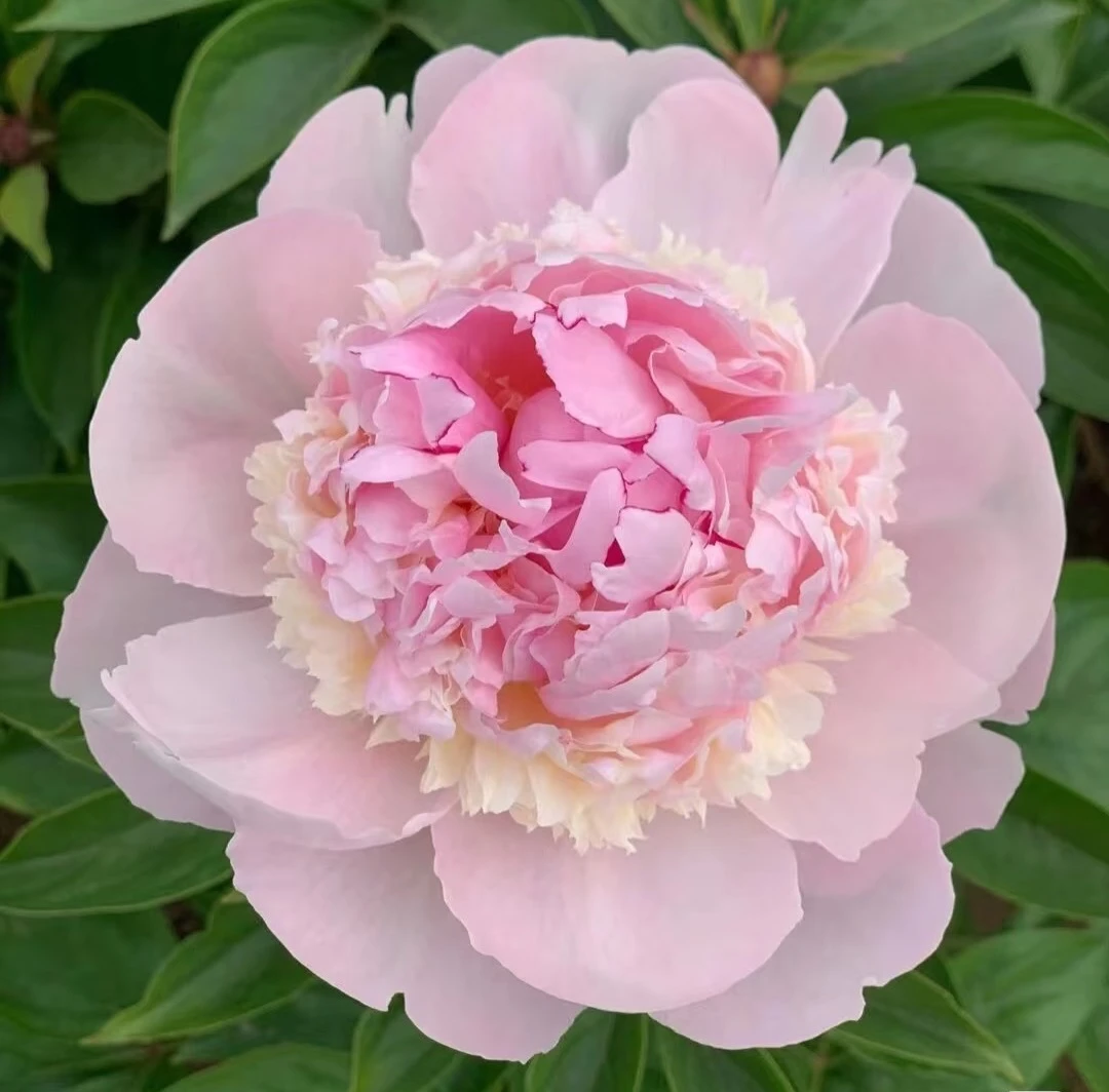 高端芍药【露西西】2025年名品花苗花农产地直发盆栽地栽成活高