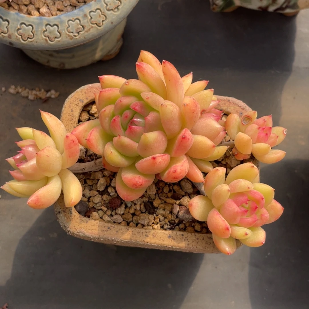 金蜡东云老桩带盆