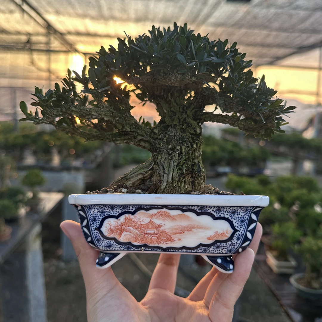 小叶邹皮雀舌矮霸黄杨年功老桩茶台小品掌中宝