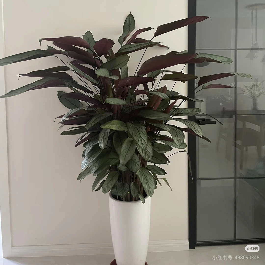 老飞羽竹芋盆栽室内观叶植物盆栽四季常青净化空气正宗龙血树