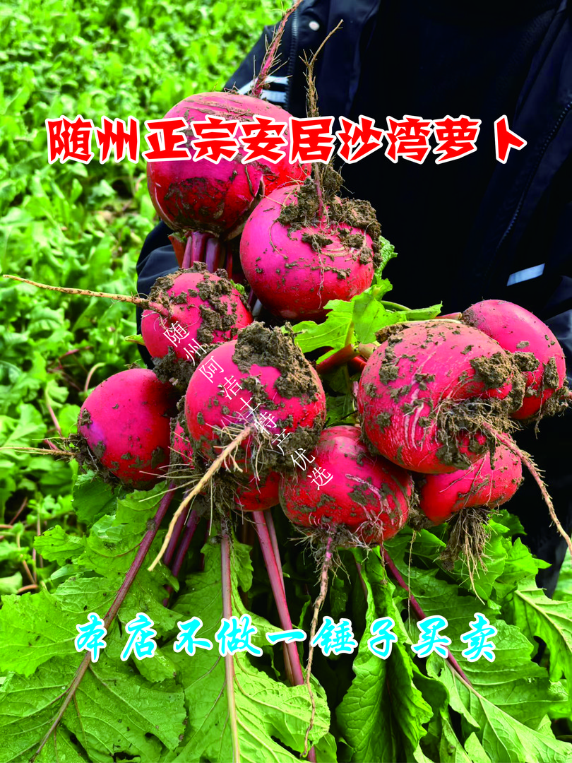 2025年新随州正宗安居沙湾萝卜 软糯香甜现摘现发 假一罚十