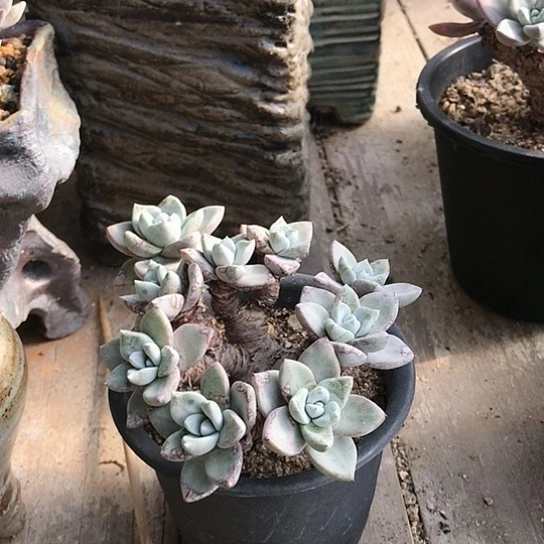 厚叶苹果叶仙女棒杯