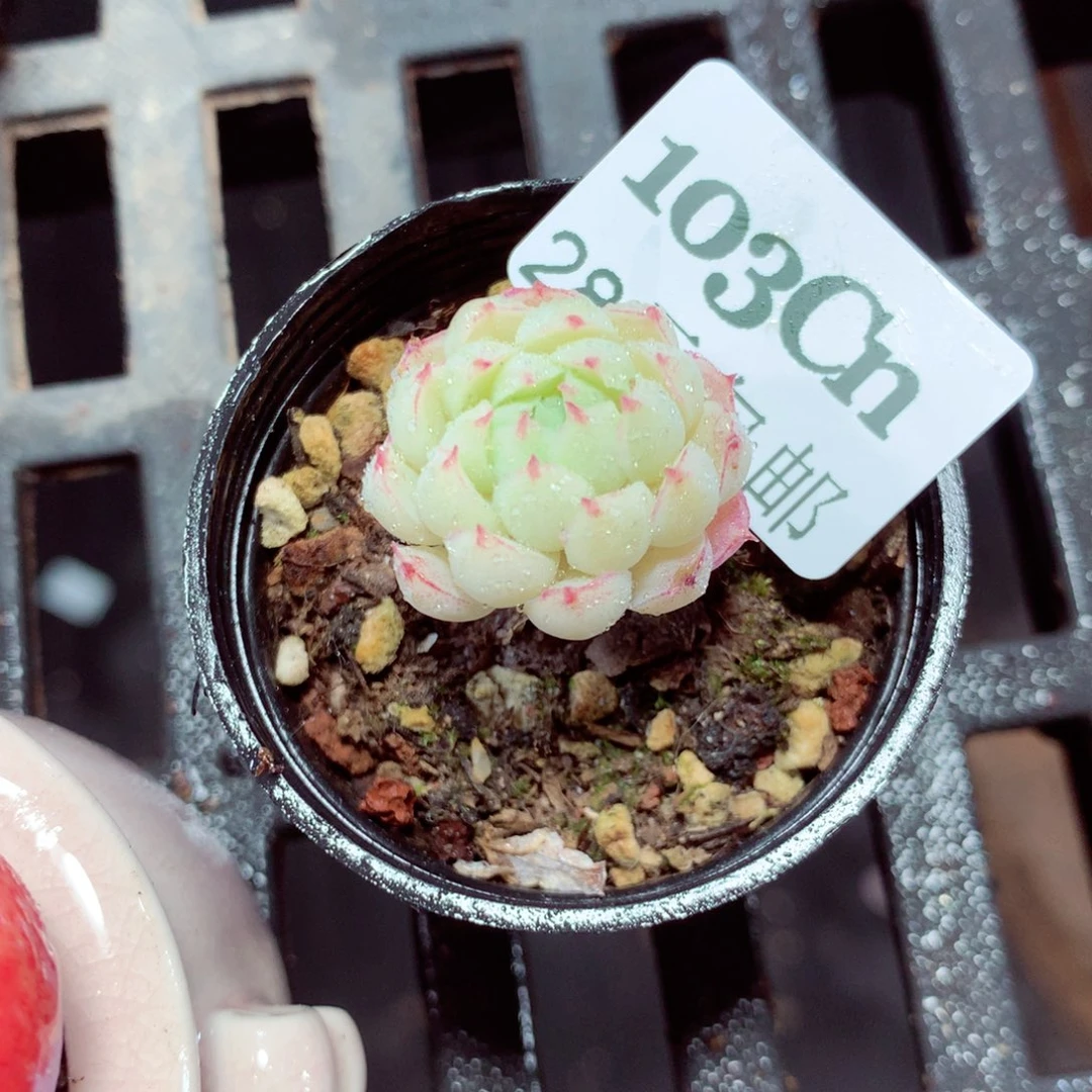 5厘米盆精控多肉103