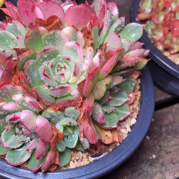 左***纯多肉植物的植物形态