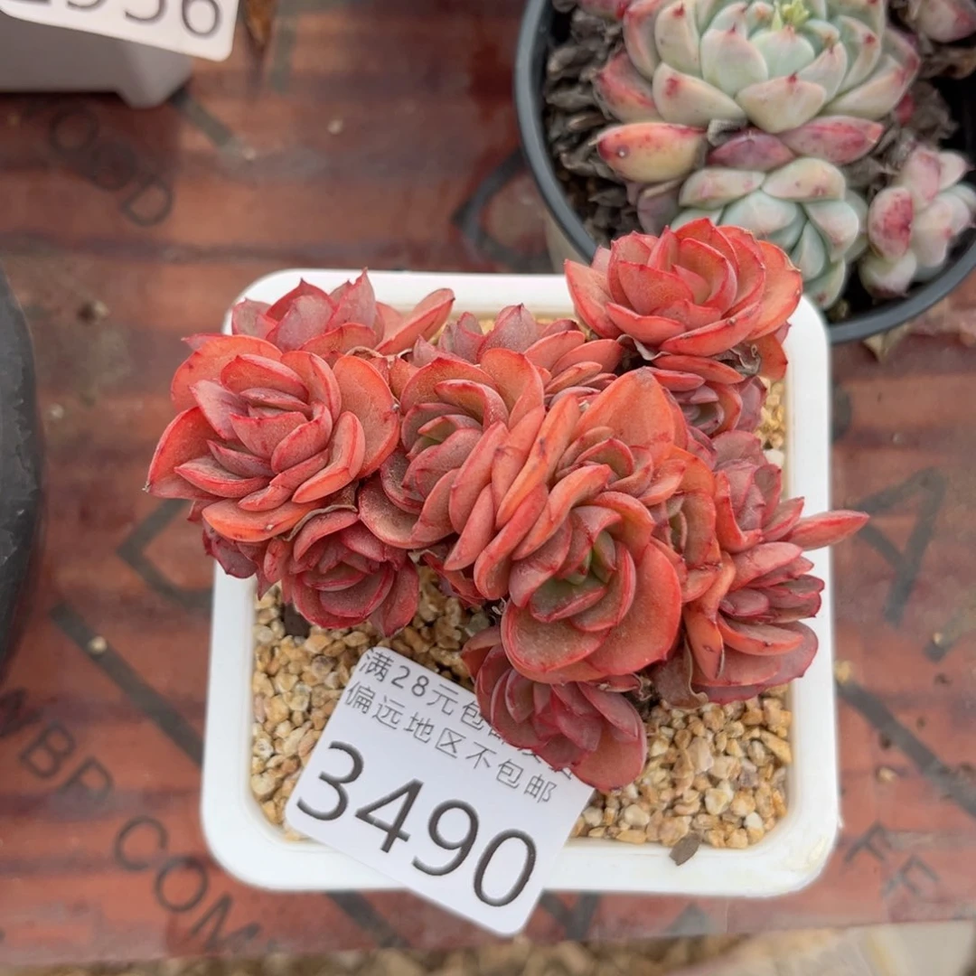 平**乐亲3490；j d j f nvb