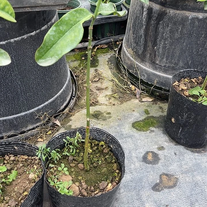 黄*松1234455555555