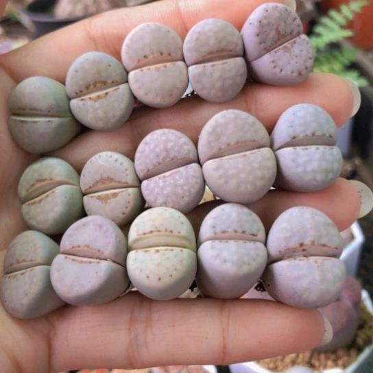 2898，1.7厘米左右粉唇