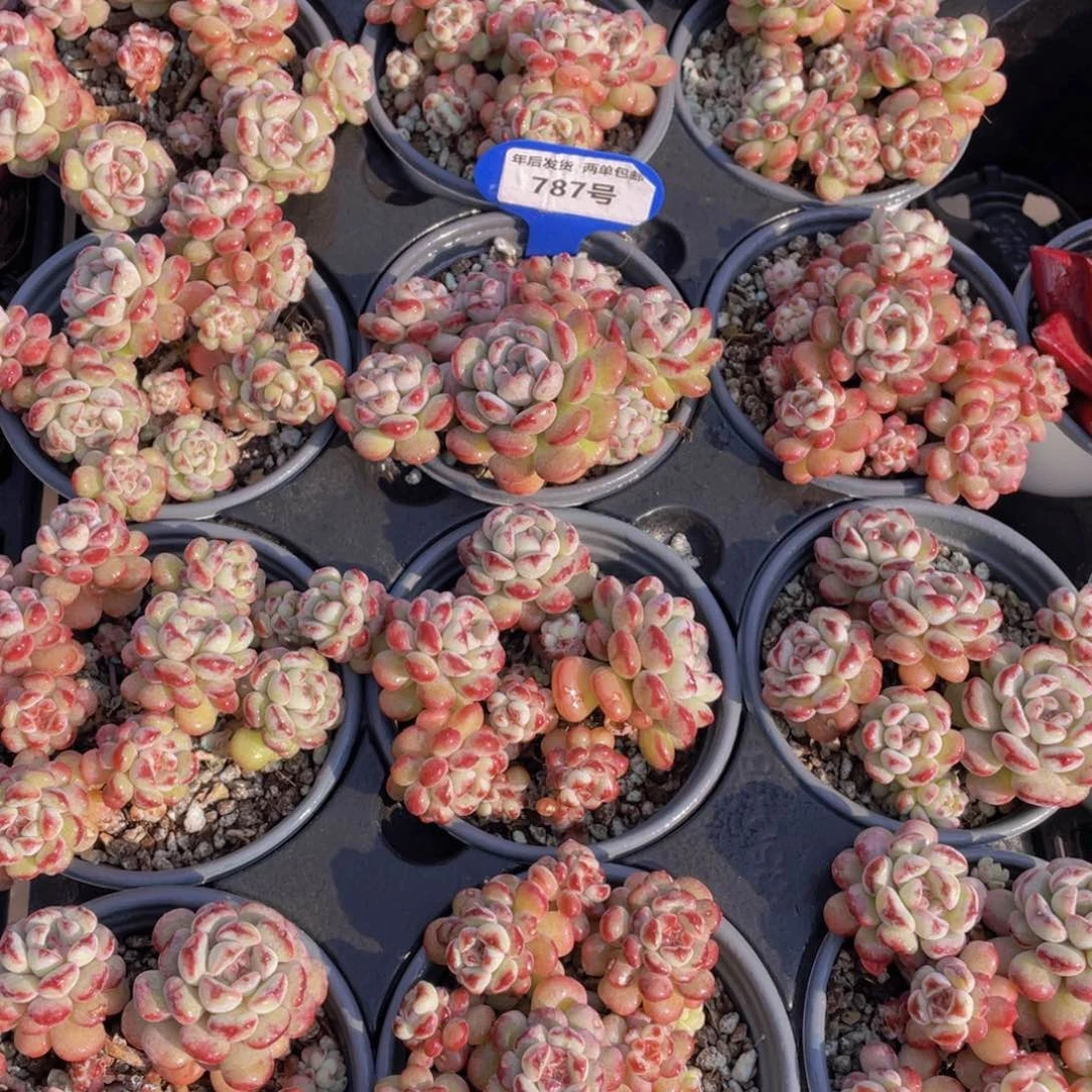 787号萌豆大群生一个