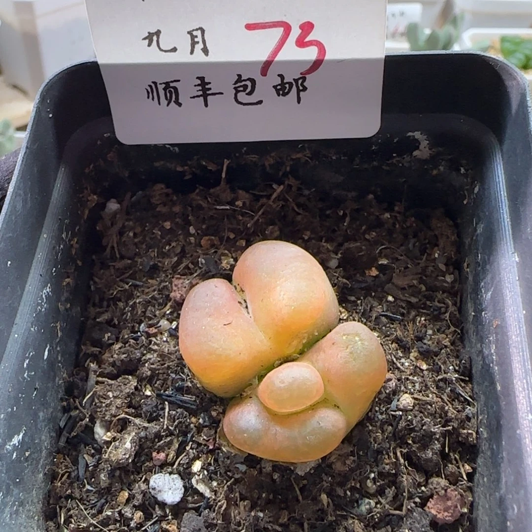 顺丰包邮一物一拍-73