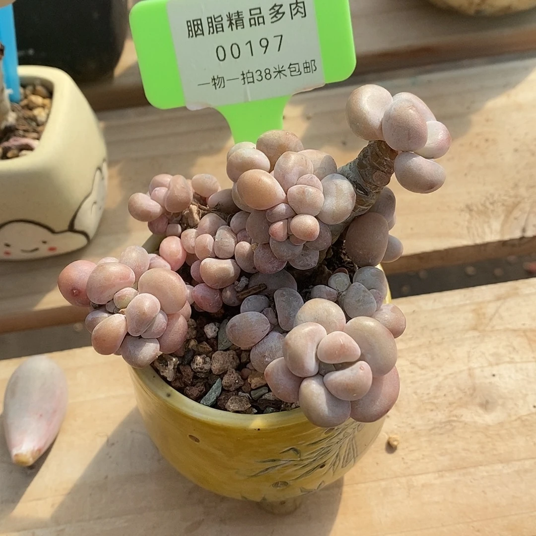197统计咯哦魔芋我哦我