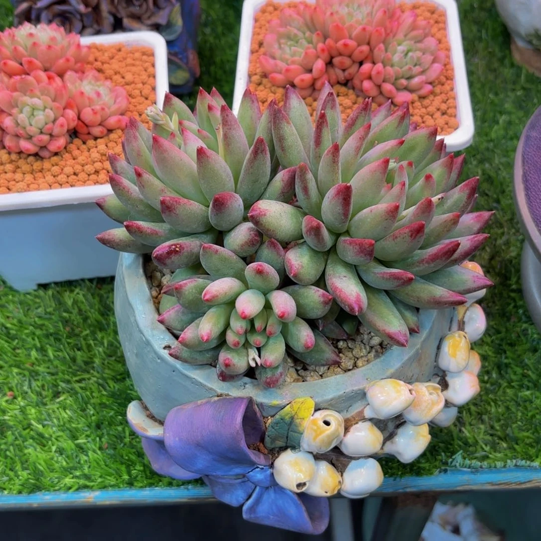 l****2二代虞美人，多肉植物