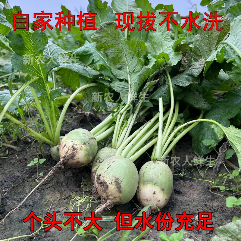 【极兔生鲜】现挖青萝卜新鲜农家绿皮脆萝卜可生吃凉拌非水果萝卜