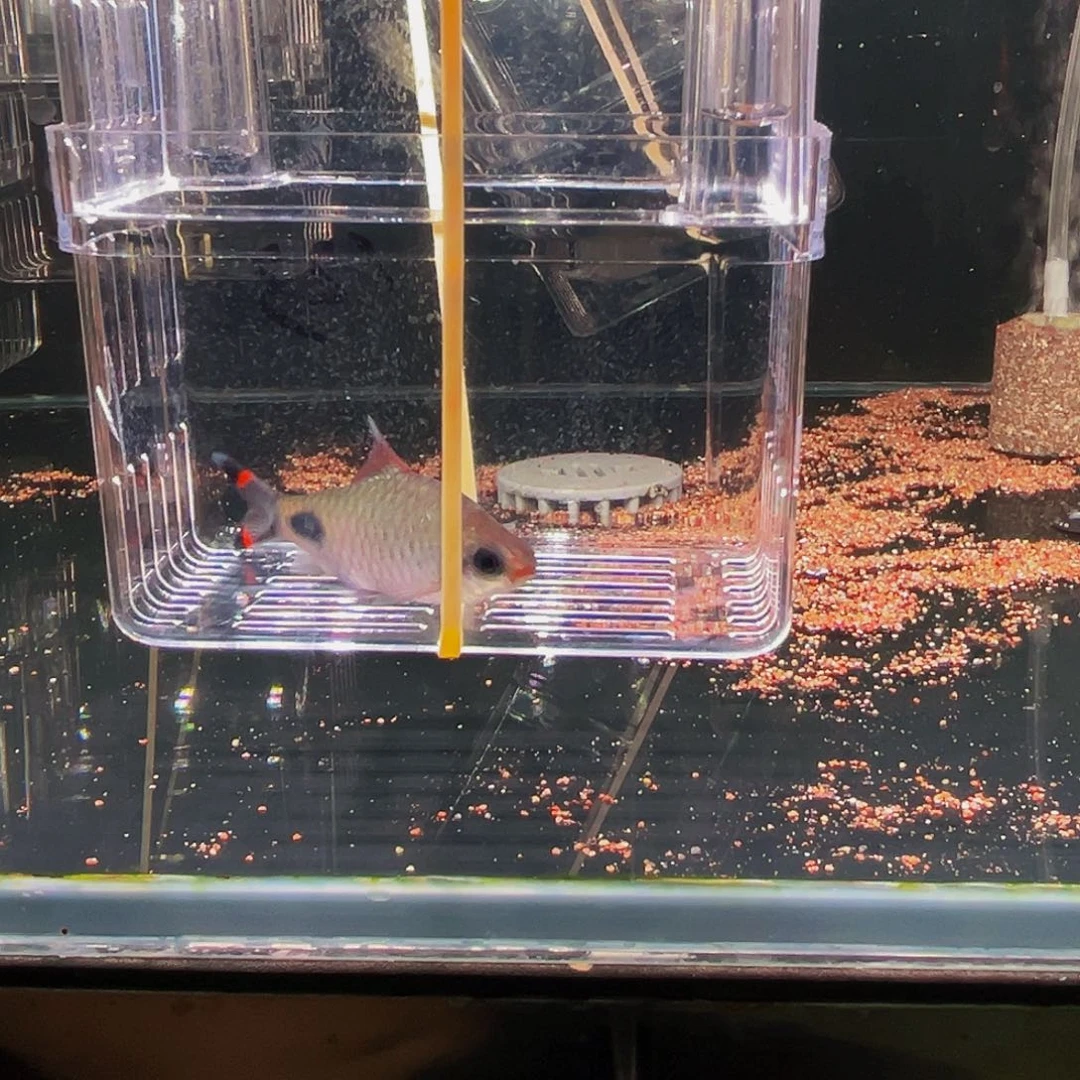 工具鱼红杂鱼鱼鱼123