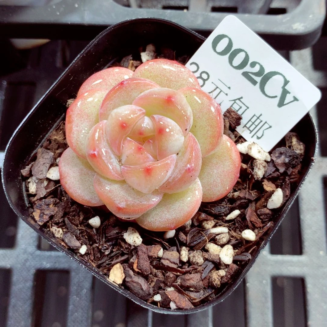 5厘米盆精控多肉002