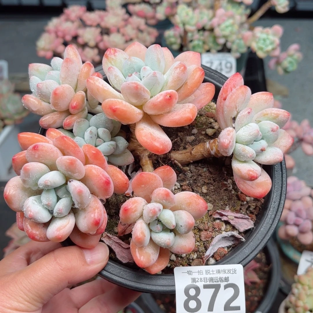 香水老桩无盆土发货