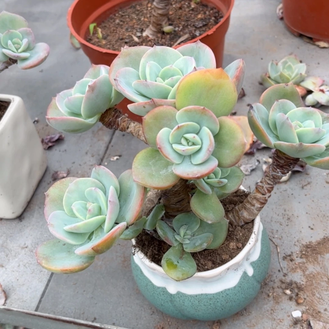 【闪购商品】无花朵遥*遥