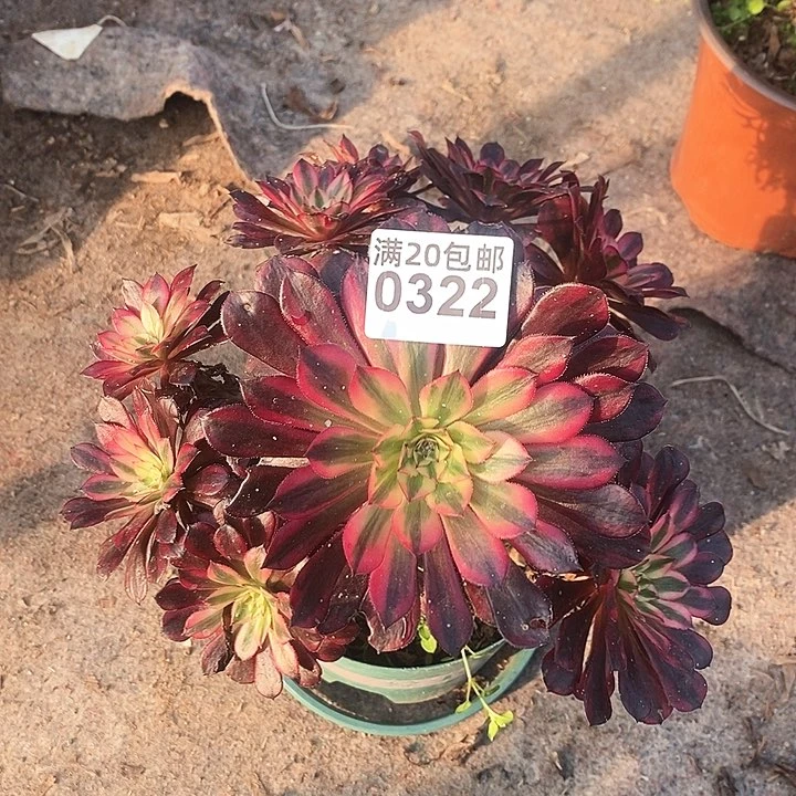 0322 一颗黑铜壶法师