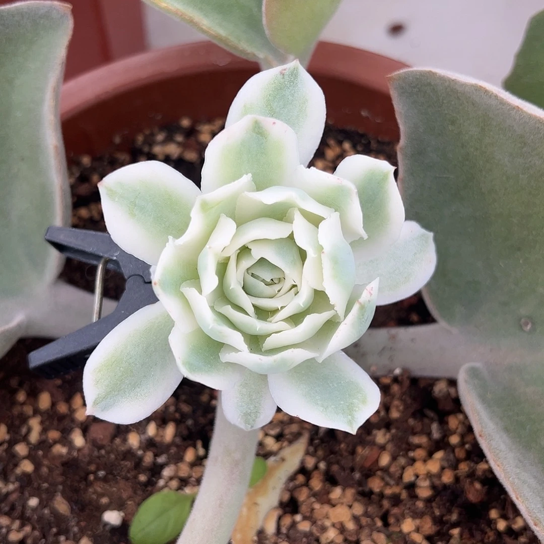 蓝丝绒锦嫁接多肉植物