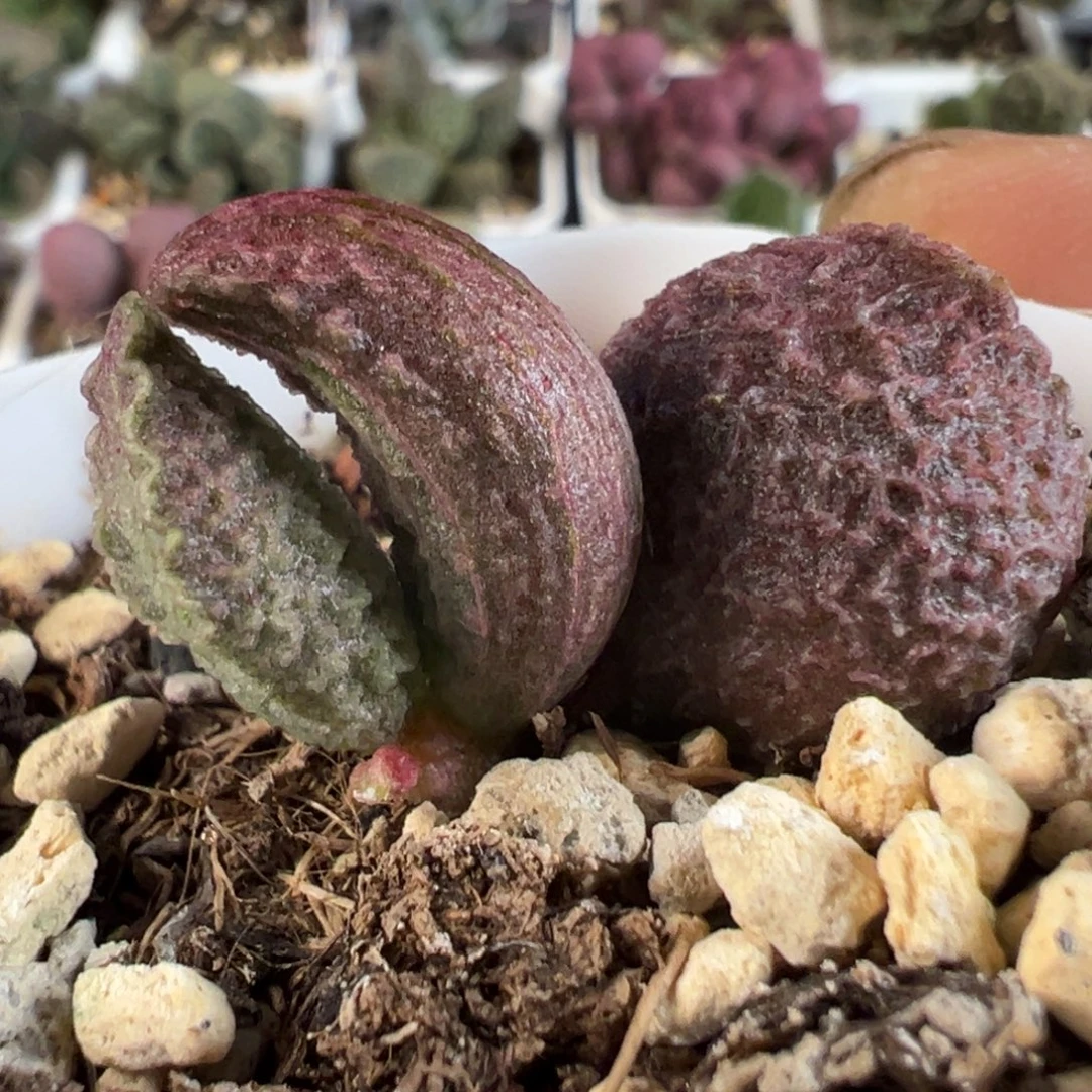 实生新品多肉植物水泡