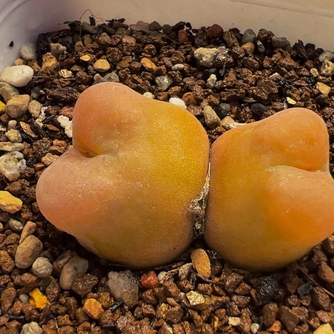 251多肉植物种类d