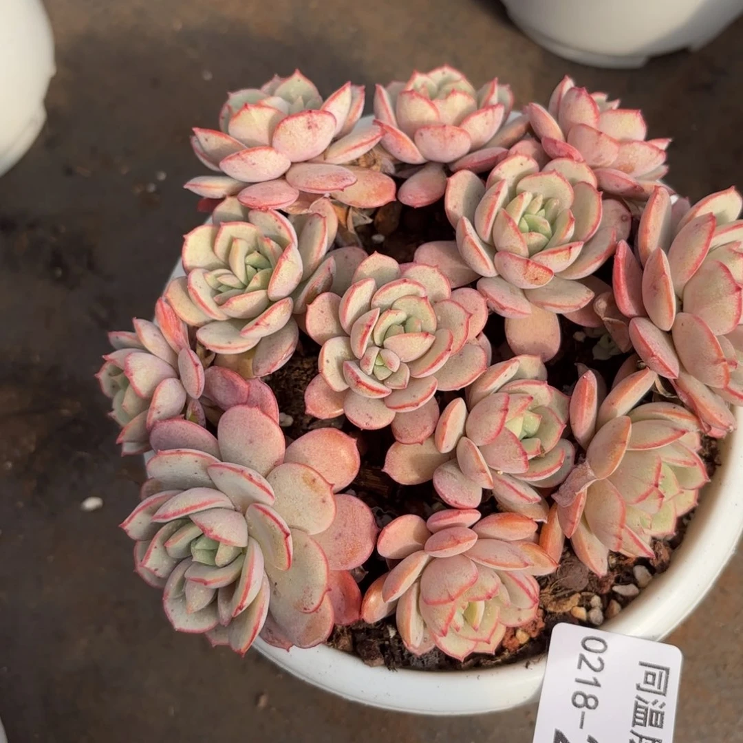 同温层多肉215凌波仙子