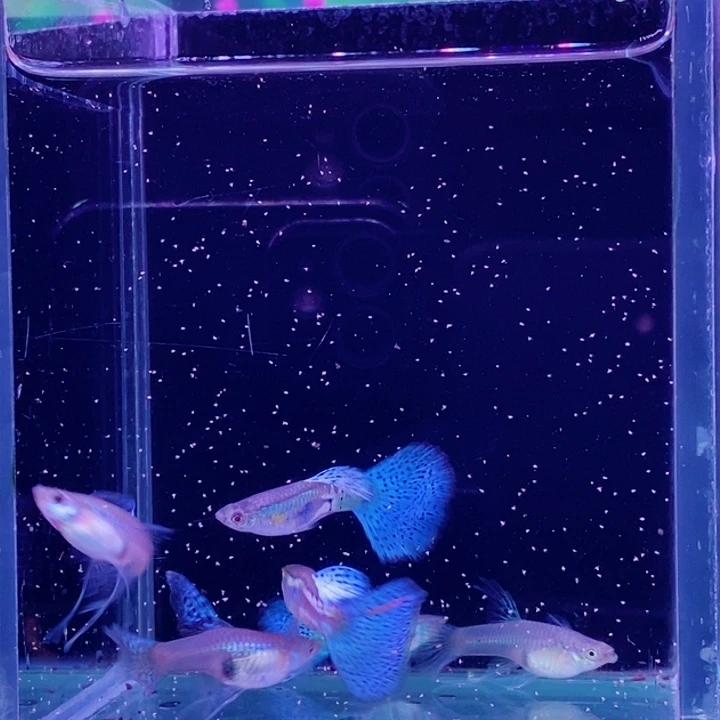 孔雀鱼蓝草大西3对包邮