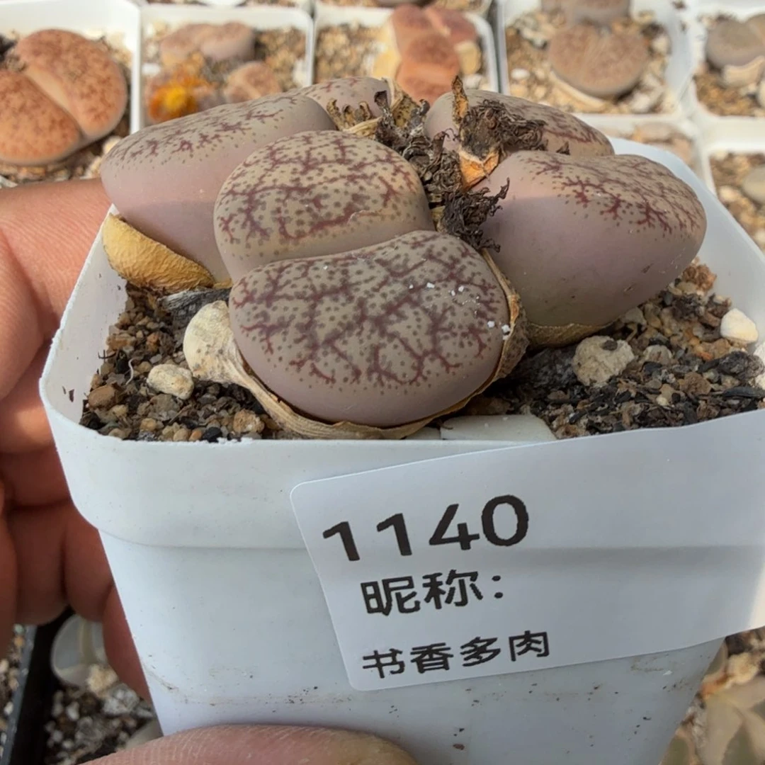 务****烤多肉植物多肉植物多肉植物