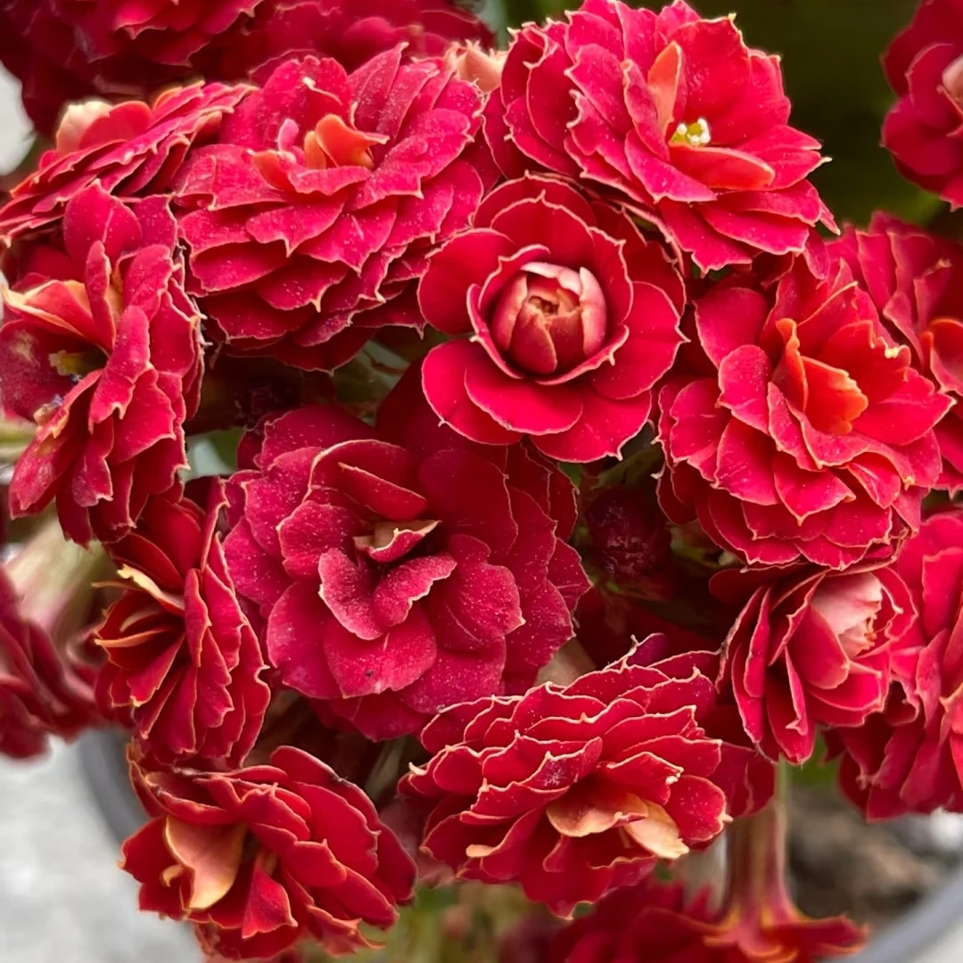 【红狐狸】110盆长寿花