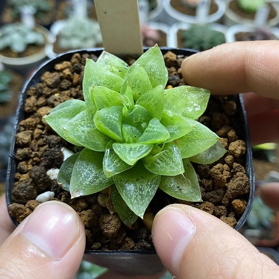 79雪花寿十二卷多肉