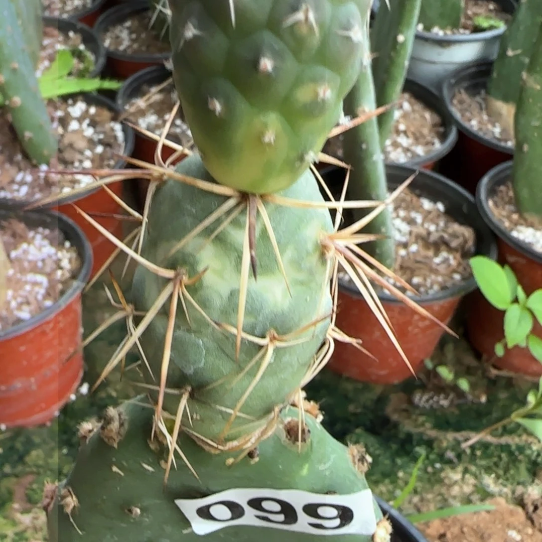 【闪购商品】无花朵输入种金狂刺带锦小苗099