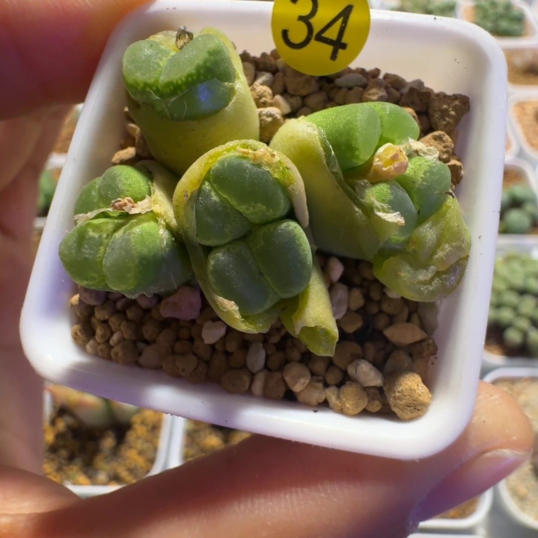 34.......多肉.......