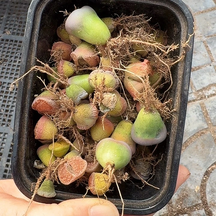 生石花1111111。 303
