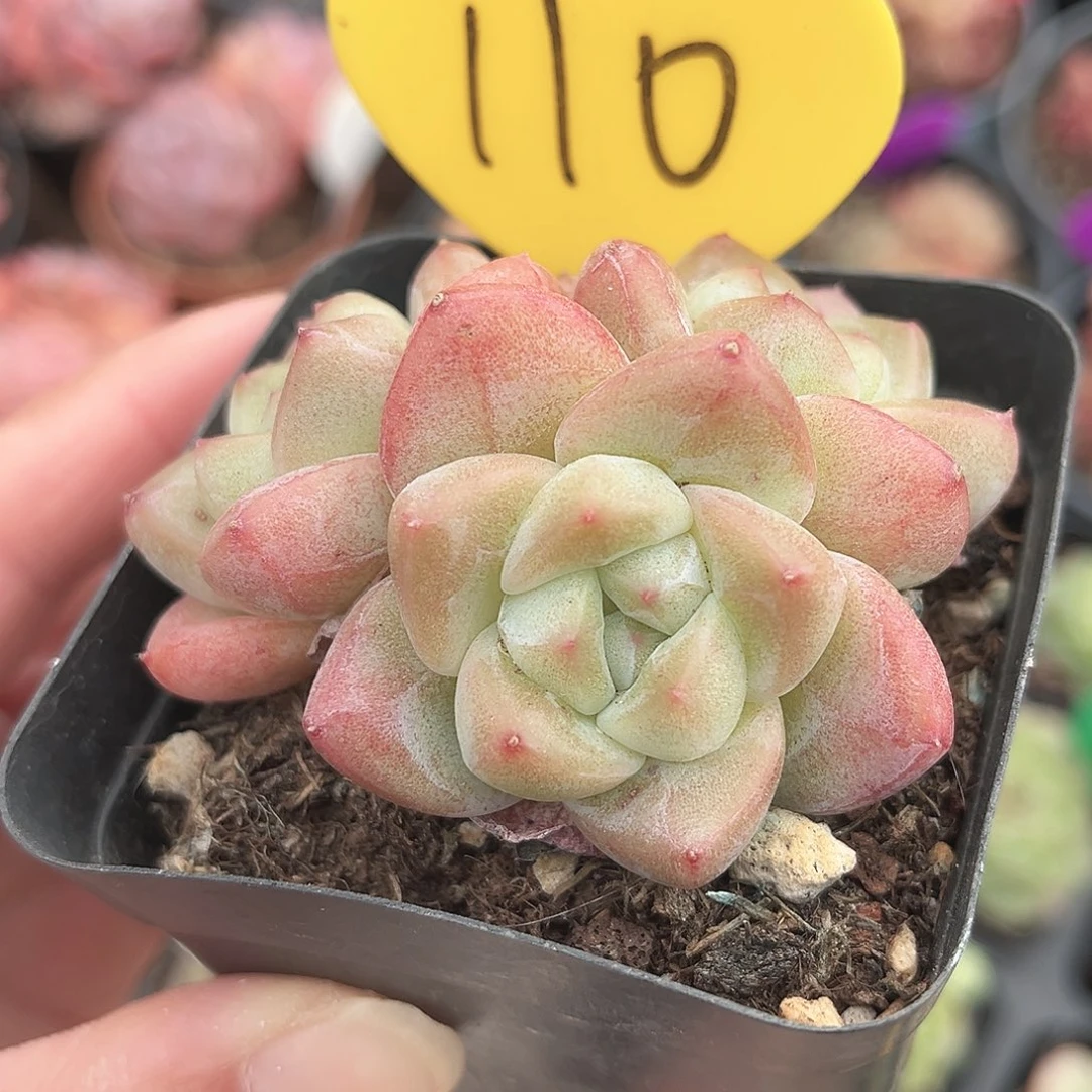 110号小老桩珍妮群