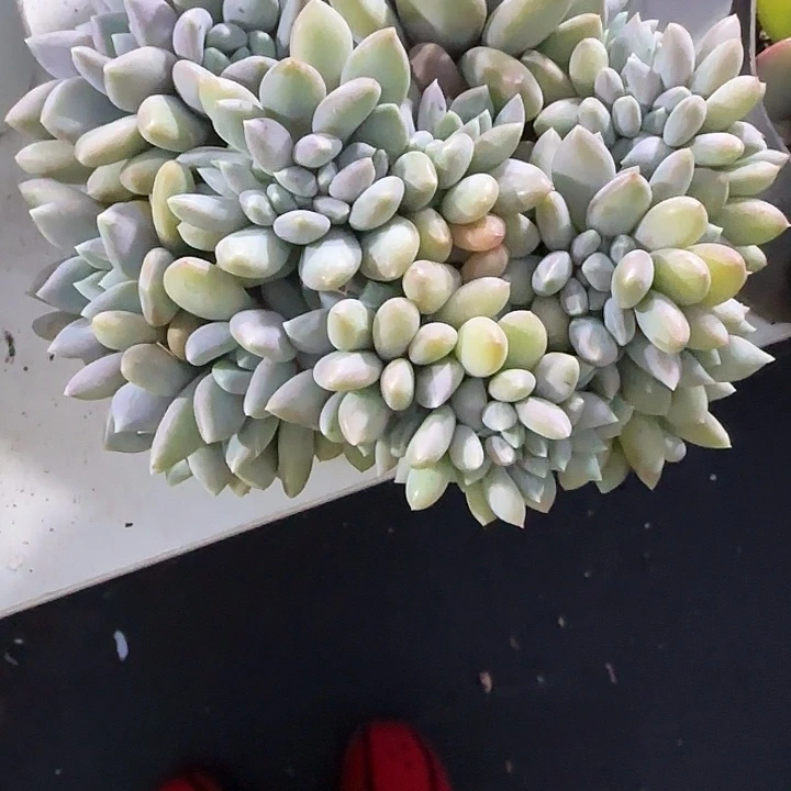 花***态青蛙王子儿童牙膏套装11