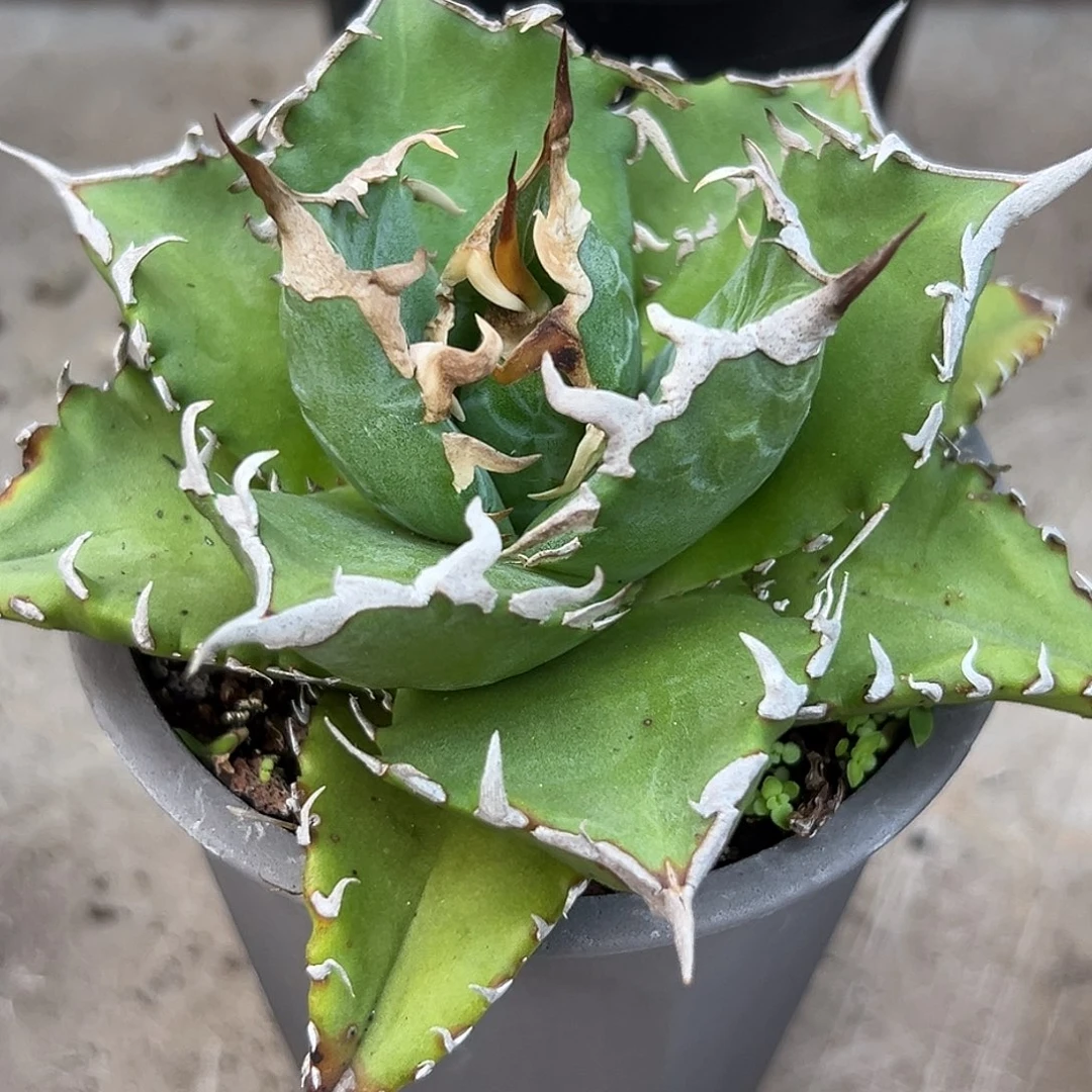 老白鲸一物一拍偏远不包邮不退不换