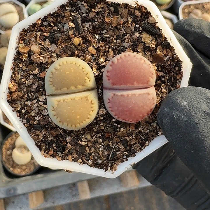 生石花1111。     295