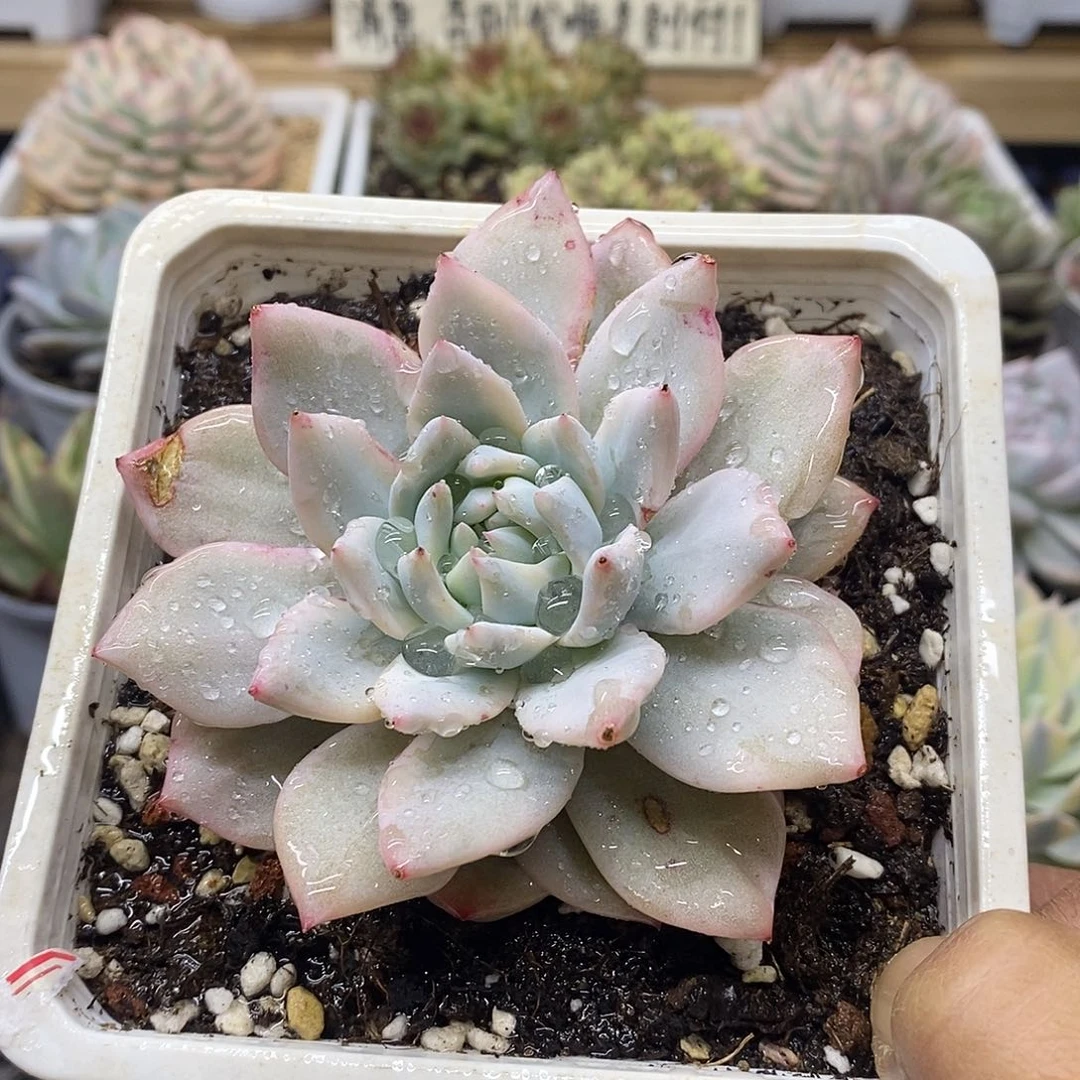 12129 原始粉蓝鸟覆轮锦