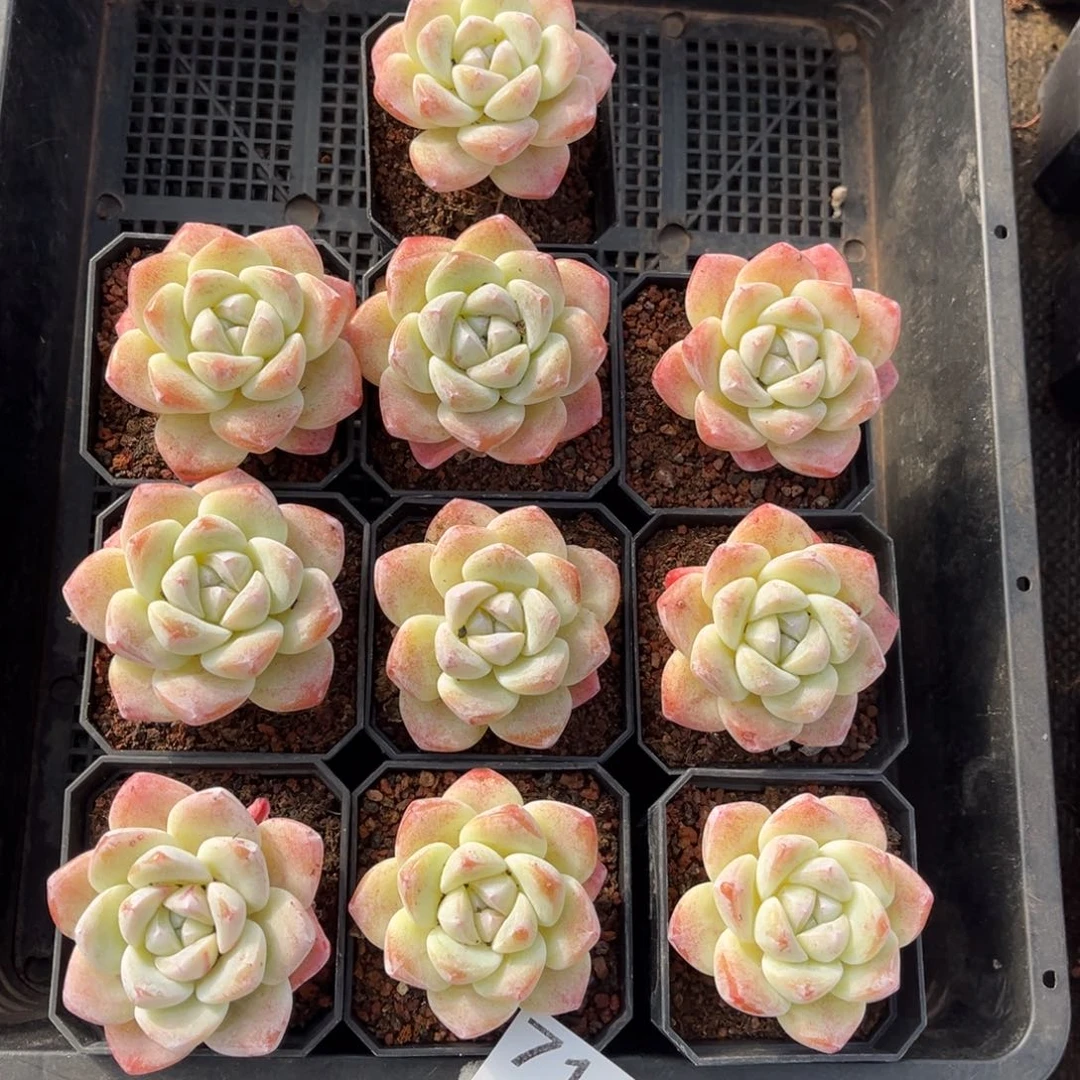 712号新疆西藏内蒙古不包邮